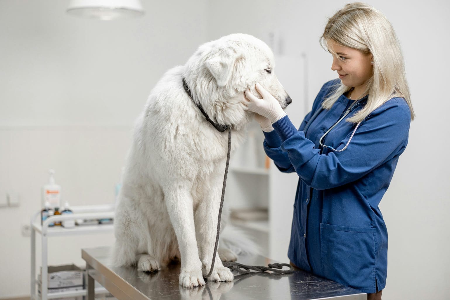 veterinär tittar på en hund