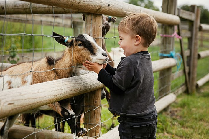 Barn som klappar en get på Tierpark Essehof